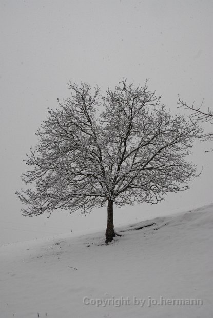 Bäume im Jahreszeitenwechsel-012